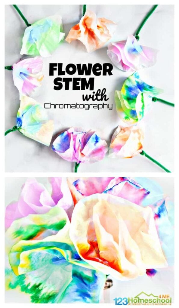 🌺 FREE Printable Flower Name Craft for Preschoolers this Spring