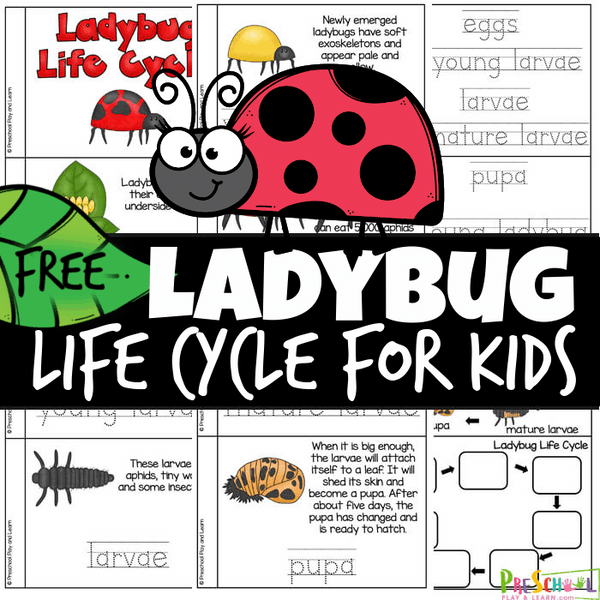 Ladybug Kindergarten Writing Template