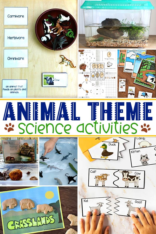 Animal activities are a great way to learn lots of science concepts and practice scientific thinking. Preschools will love learning about animal biology, animal habitats and more with these fun animal themed science activities.