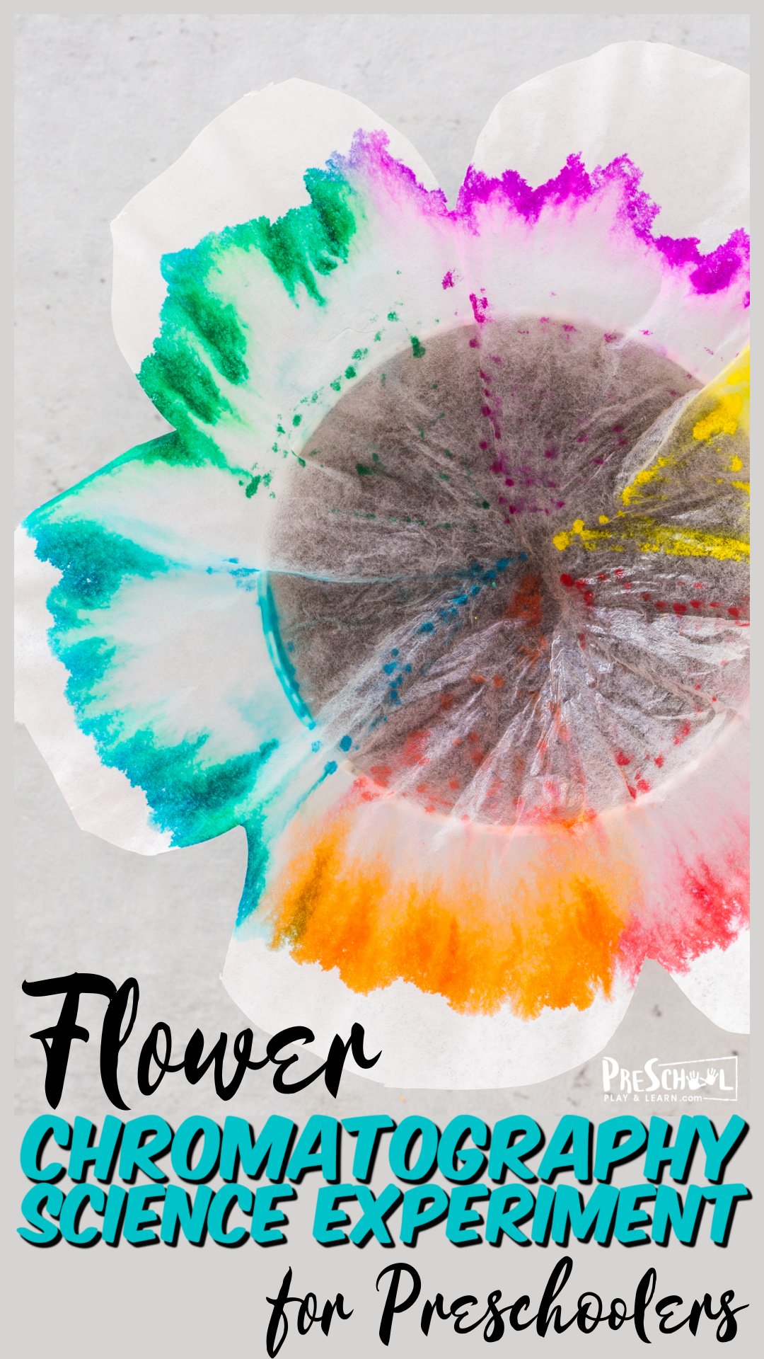 🌸 Simple Blooming Flowers Capillary Action Experiment