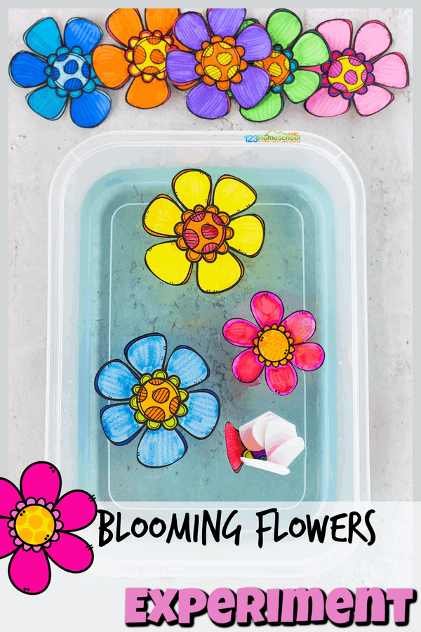 🌸 Simple Blooming Flowers Capillary Action Experiment (free template)